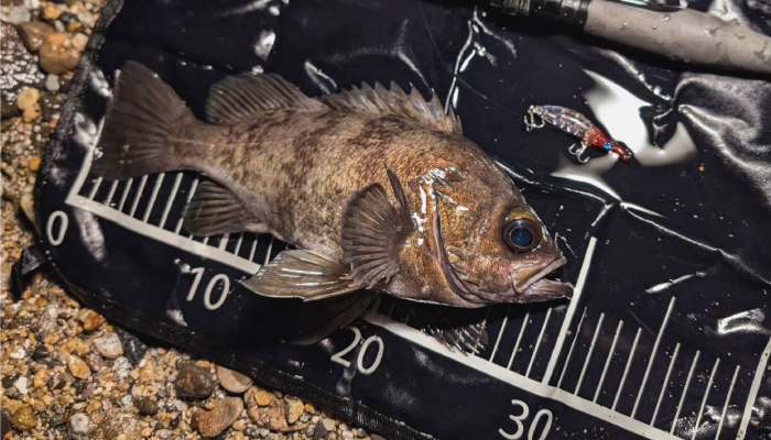 ICE CUBE IC-74TFL-Sis