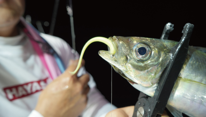 �t�B�W�b�g�k�[�h 3.7�C���`